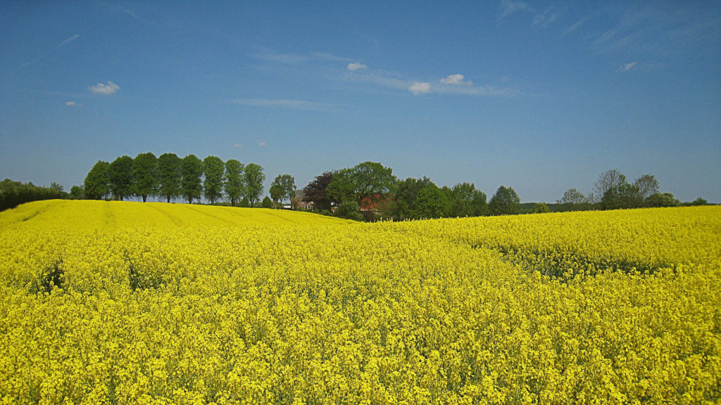 Blommande rapsfält