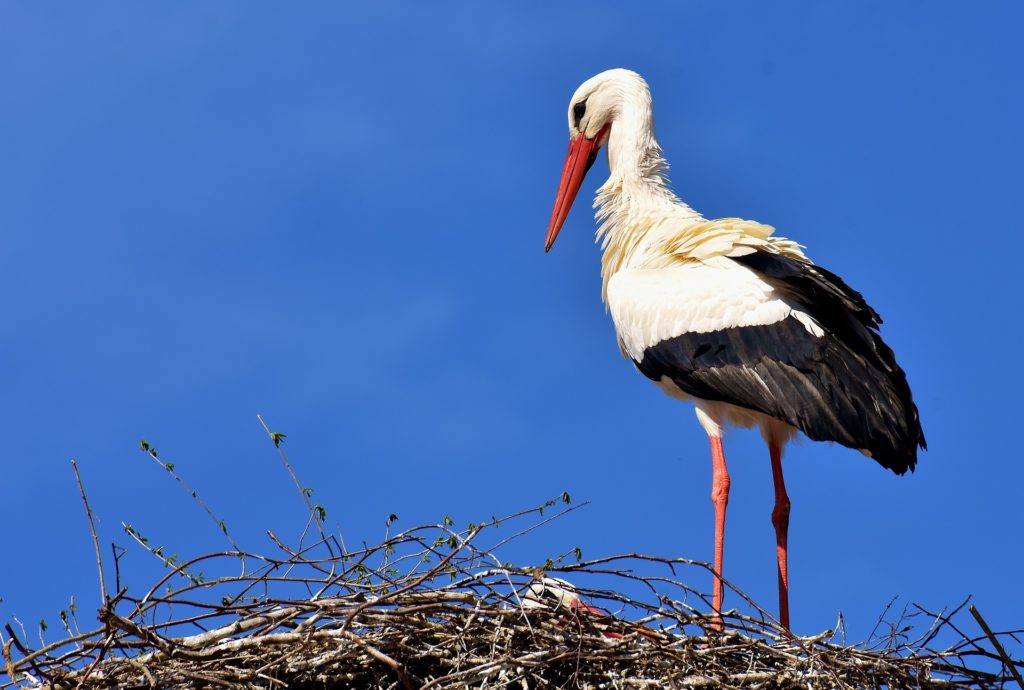 Stork i bo