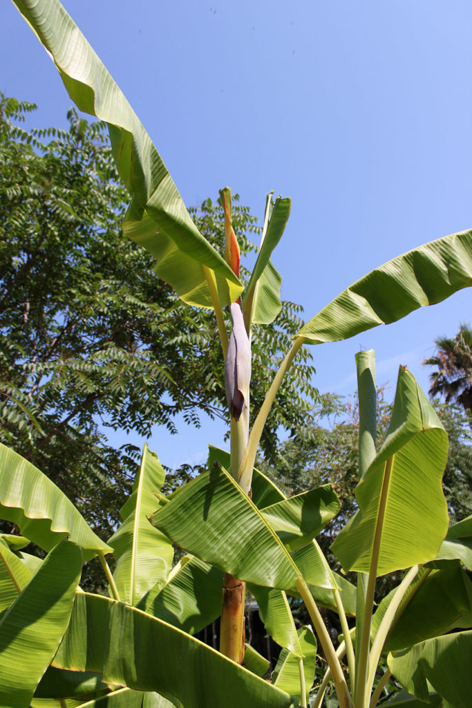 bananer
