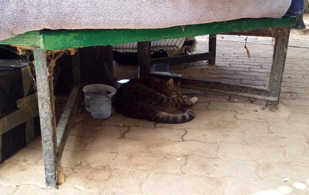 Katt i skuggan
